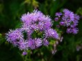 _1060875 copy 2